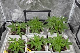 Cannabis Seeds Missouri Your Guide to Cultivation and Quality