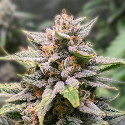 Discover the Allure of Runtz Seeds Cultivating Flavorful Cannabis
